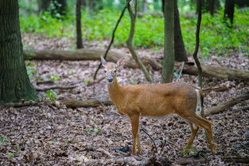 deer in the forest