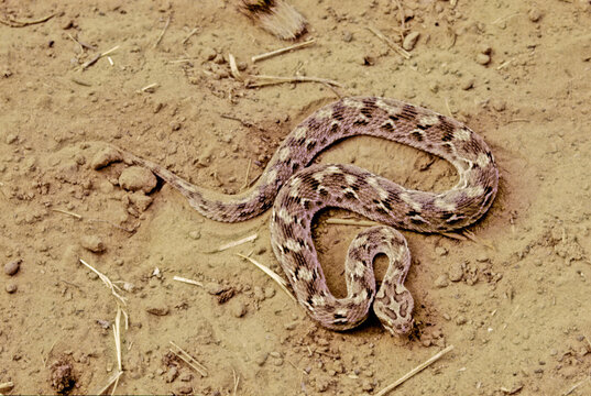 Echis carinatus sochureki