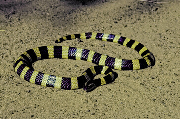 Banded krait
