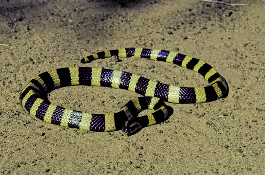 Banded krait