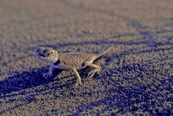 Phrynocephalus arabicus