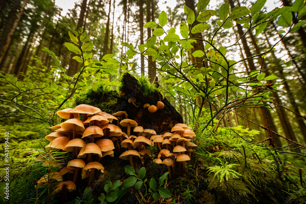 Wall mural Wild mushrooms in the forest on a stump with moss in autumn.