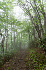 霧に覆われた登山道