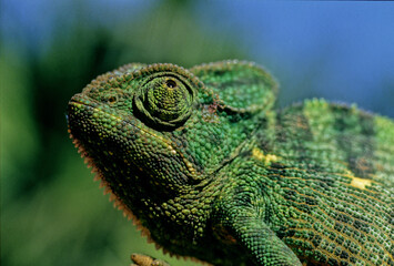 Obraz premium Indian chameleon