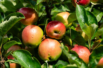 Apfelbäume im Alten Land in der Nähe von Hamburg  das größte zusammenhängende Obstanbaugebiet Europas