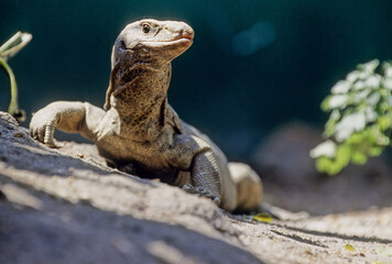 Bengal monitor