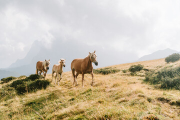 Obraz premium Horses on the seiser alm alpe di susi in Italy mountains 