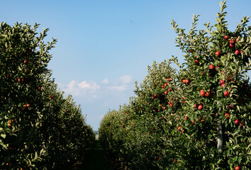 Apfelb&auml;ume im Alten Land in der N&auml;he von Hamburg  das gr&ouml;&szlig;te zusammenh&auml;ngende Obstanbaugebiet Europas