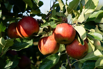 Apfelbäume im Alten Land in der Nähe von Hamburg  das größte zusammenhängende Obstanbaugebiet Europas
