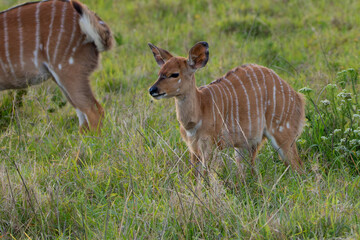 Antilope