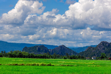 The close background of the green rice fields, the seedlings that are growing, are seen in rural areas as the main occupation of rice farmers who grow rice for sale or living.
