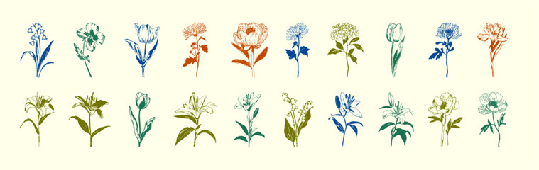 Botanical illustration of a flower in black and white. Vector illustration of a beautiful flower hand-drawn