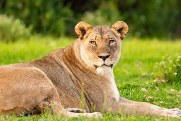 Naklejka premium Löwe