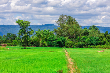 The close background of the green rice fields, the seedlings that are growing, are seen in rural areas as the main occupation of rice farmers who grow rice for sale or living.