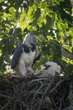 Female Harpy eagle, Harpia harpyja, with a pray in the nest with her chick, Alta Floresta, Amazon, Brazil
