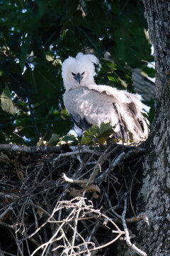 4 month old Harpy Eagle chick, Harpia harpyja, in the nest, Alta Floresta, Amazon, Brazil