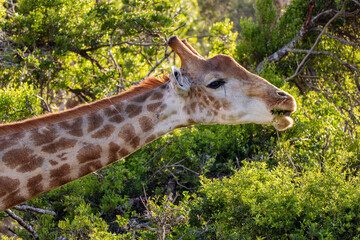 Giraffe