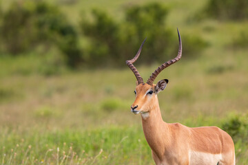 Antilope