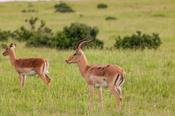 Antilope