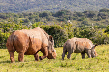 Fototapeta premium Nashorn