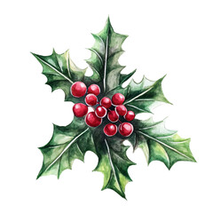 christmas holly branch with berries
