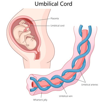 umbilical cord structure, arteries, vein, Wharton jelly, with context of fetal connection to the placenta diagram hand drawn schematic vector illustration. Medical science educational illustration