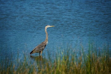 Great Blue Heron