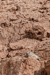 Rock hyrax in its natural habitat, Israeli desert. Arid climate wildlife