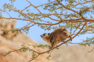 Rock hyrax in its natural habitat, Israeli desert. Arid climate wildlife
