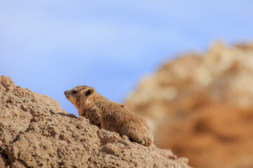 Rock hyrax in its natural habitat, Israeli desert. Arid climate wildlife