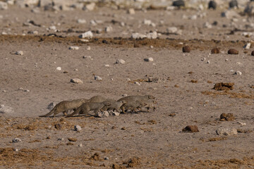 Group of Banded Mongoose (Mungos mungo) approaching a waterhole in Etosha National Park, Namibia