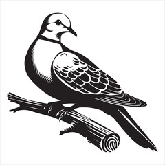 Streptopelia Decaocto Clipart - Eurasian collared Dove Silhouette -  Eurasian collared dove perched branch Illustration in black and white