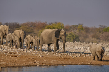 Obraz premium Black Rhinoceros (Diceros bicornis) makes way to a herd of African elephant (Loxodonta africana) approaching a waterhole in Etosha National Park, Namibia