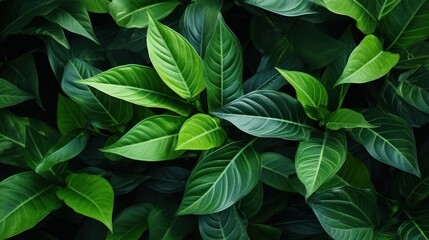 Green leaves background with various leaves 