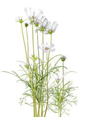 daisy flower Beautiful flowers, Cosmos bipinnatus, solitary on a white background.