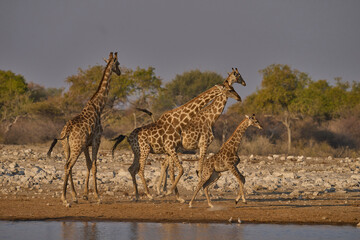 Group of Giraffe (Giraffa camelopardalis) at a waterhole in Etosha National Park, Namibia