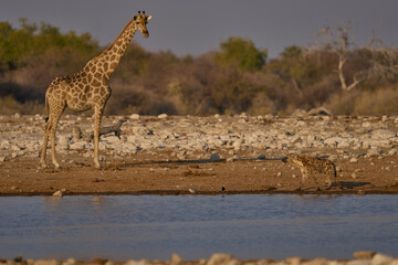 Giraffe (Family Giraffidae) trying to have a drink watches as a Spotted Hyaena (Crocuta crocuta) wanders past in Etosha National Park, Namibia.