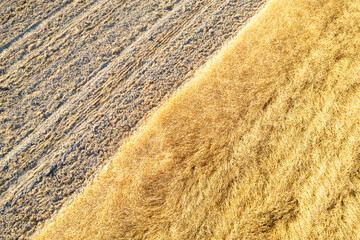 drone aerial zenithal view of a wheat field next to a mowed one