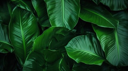 textured dark green tropical foliage 
