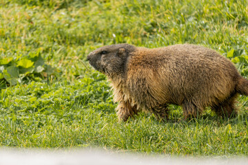 marmot in the italian mountains