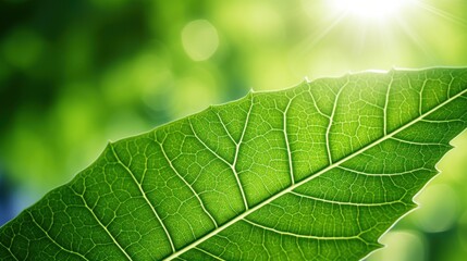 Obraz premium green leaf , summer garden greenery, with a blurred background 