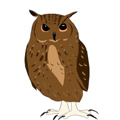 The owl with big eyes