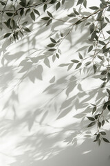 Willow Tree Shadow,  Gray shadows of willow tree leaves cast on a white wall, creating a peaceful and neutral nature background with space for text or designs