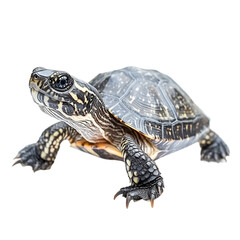 Fototapeta premium The photo of a Diamondback Terrapin (Malaclemys terrapin), isolated on white
