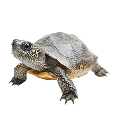 Obraz premium The photo of a Diamondback Terrapin (Malaclemys terrapin), isolated on white