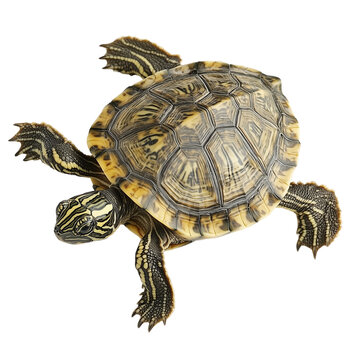 The photo of a Map Turtle (Graptemys spp.) isolated on white