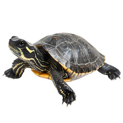 Obraz premium The photo of a Reeve’s Turtle isolated on white background