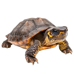 Fototapeta premium The photo of a Wood Turtle (Glyptemys insculpta) isolated on white