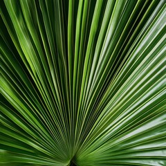 Obraz premium Close-up of A Fan Palm Leaf Showing Vivid Green Stripes and Details in a Tropical Setting