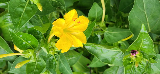 Obraz premium Yellow four o'clock flower. Yellow marvel of peru flowers bloom in late afternoon or evening.It is a flower that can have many colors on same plant, the trumpet-shaped flowers are sweetly fragrant 